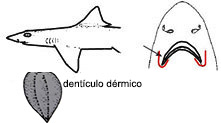 Mustelus mustelus_01.jpg